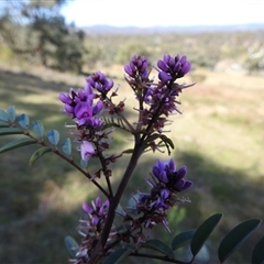 Indigofera australis subsp. australis at Kambah, ACT - 23 Sep 2024