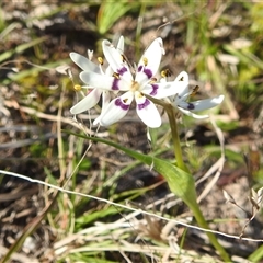 Wurmbea dioica subsp. dioica (Early Nancy) at Kambah, ACT - 23 Sep 2024 by HelenCross