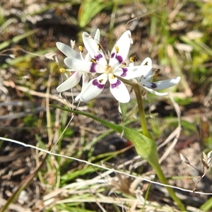 Wurmbea dioica subsp. dioica at Kambah, ACT - 23 Sep 2024 02:19 PM