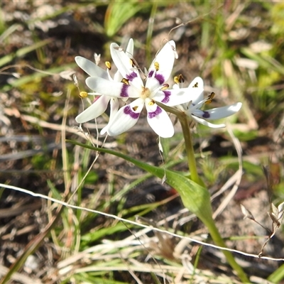 Wurmbea dioica subsp. dioica (Early Nancy) at Kambah, ACT - 23 Sep 2024 by HelenCross