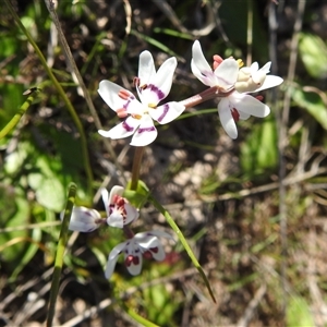 Wurmbea dioica subsp. dioica at Kambah, ACT - 23 Sep 2024 02:19 PM