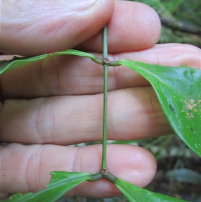 Archidendron kanisii at Cape Tribulation, QLD - 23 Jun 2023 by Jase