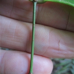 Archidendron kanisii at suppressed - suppressed