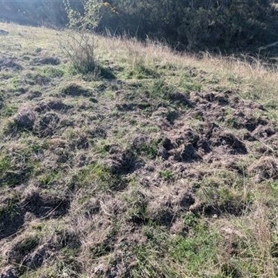 Sus scrofa (Feral Pig) at Kambah, ACT - 23 Sep 2024 by HelenCross
