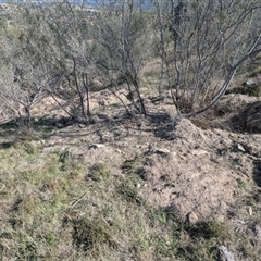 Sus scrofa (Feral Pig) at Kambah, ACT - 23 Sep 2024 by HelenCross