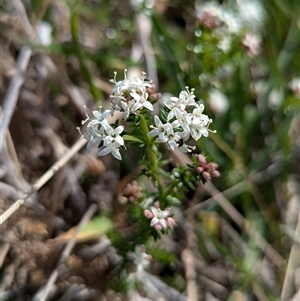 Asperula conferta at Kambah, ACT - 23 Sep 2024