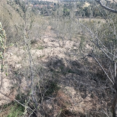 Sus scrofa (Feral Pig) at Kambah, ACT - 23 Sep 2024 by HelenCross