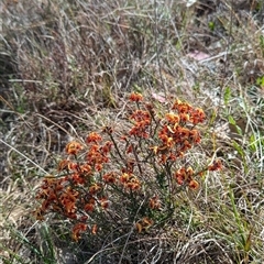 Dillwynia sp. Yetholme (P.C.Jobson 5080) NSW Herbarium at Kambah, ACT - 23 Sep 2024 by HelenCross