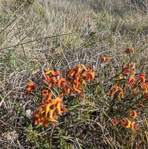 Dillwynia sp. Yetholme (P.C.Jobson 5080) NSW Herbarium at Kambah, ACT - 23 Sep 2024