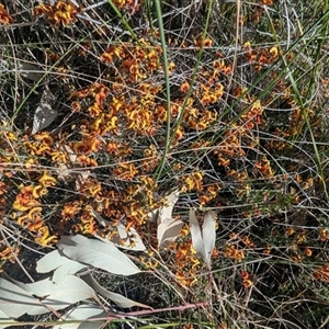 Dillwynia sp. Yetholme (P.C.Jobson 5080) NSW Herbarium at Kambah, ACT - 23 Sep 2024 02:58 PM