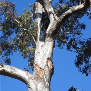 Eucalyptus melliodora at Fisher, ACT - 23 Sep 2024