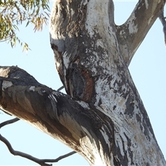 Eucalyptus melliodora at Fisher, ACT - 23 Sep 2024 07:52 AM