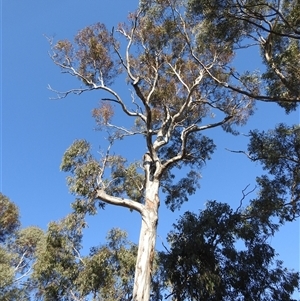 Eucalyptus melliodora at Fisher, ACT - 23 Sep 2024