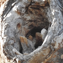 Eucalyptus melliodora at Fisher, ACT - 23 Sep 2024