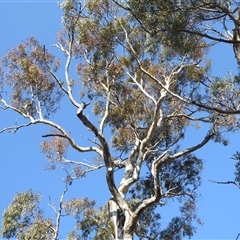 Eucalyptus melliodora at Fisher, ACT - 23 Sep 2024