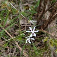 Wurmbea dioica subsp. dioica (Early Nancy) at Mount Bruno, VIC - 22 Sep 2024 by Darcy