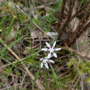 Wurmbea dioica subsp. dioica at Mount Bruno, VIC - 22 Sep 2024 10:10 AM