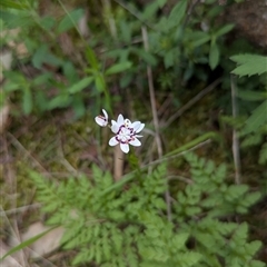 Wurmbea dioica subsp. dioica at Mount Bruno, VIC - 22 Sep 2024