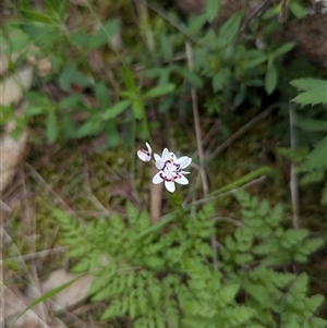 Wurmbea dioica subsp. dioica at Mount Bruno, VIC - 22 Sep 2024