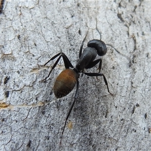 Camponotus aeneopilosus at Fisher, ACT - 23 Sep 2024