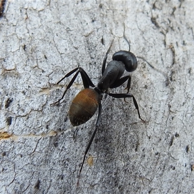 Camponotus aeneopilosus (A Golden-tailed sugar ant) at Fisher, ACT - 23 Sep 2024 by HelenCross