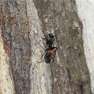 Camponotus aeneopilosus at Fisher, ACT - 23 Sep 2024 07:55 AM