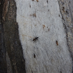 Camponotus aeneopilosus at Fisher, ACT - 23 Sep 2024