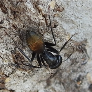 Camponotus aeneopilosus at Fisher, ACT - 23 Sep 2024 07:55 AM