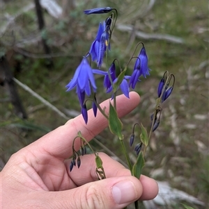 Stypandra glauca at Mount Bruno, VIC - 22 Sep 2024