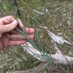 Stypandra glauca at Mount Bruno, VIC - 22 Sep 2024 10:17 AM