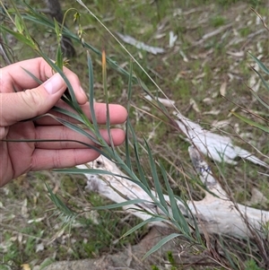 Stypandra glauca at Mount Bruno, VIC - 22 Sep 2024 10:17 AM