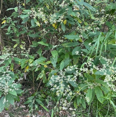 Unidentified Other Shrub at Blaxlands Creek, NSW - 23 Sep 2024 by VickiC