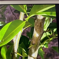 Unidentified Other Tree at Blaxlands Creek, NSW - 19 Sep 2024 by VickiC