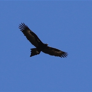 Aquila audax at Hume, ACT - 22 Sep 2024