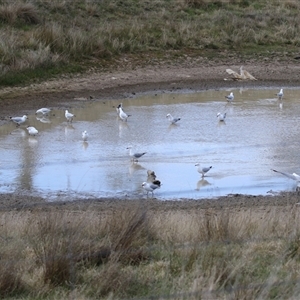 Chroicocephalus novaehollandiae at Hume, ACT - 22 Sep 2024