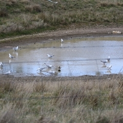 Chroicocephalus novaehollandiae at Hume, ACT - 22 Sep 2024