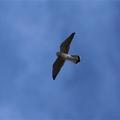 Falco cenchroides (Nankeen Kestrel) at Hume, ACT - 22 Sep 2024 by RodDeb