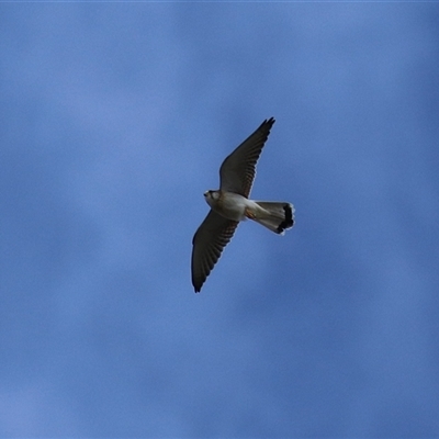 Falco cenchroides (Nankeen Kestrel) at Hume, ACT - 22 Sep 2024 by RodDeb