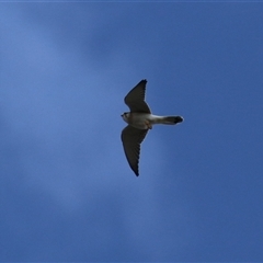 Falco cenchroides at Hume, ACT - 22 Sep 2024