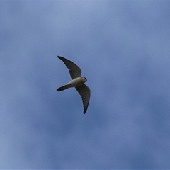 Falco cenchroides at Hume, ACT - 22 Sep 2024