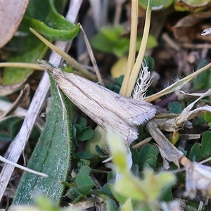 Faveria tritalis at Symonston, ACT - 22 Sep 2024