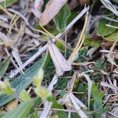 Faveria tritalis at Symonston, ACT - 22 Sep 2024