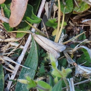 Faveria tritalis at Symonston, ACT - 22 Sep 2024