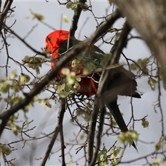 Alisterus scapularis (Australian King-Parrot) at Symonston, ACT - 22 Sep 2024 by RodDeb