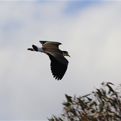 Vanellus miles (Masked Lapwing) at Symonston, ACT - 22 Sep 2024 by RodDeb