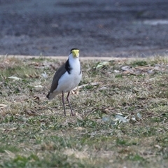 Vanellus miles at Symonston, ACT - 22 Sep 2024