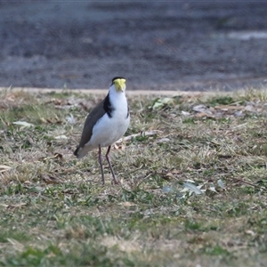 Vanellus miles at Symonston, ACT - 22 Sep 2024