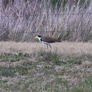 Vanellus miles at Symonston, ACT - 22 Sep 2024 02:15 PM