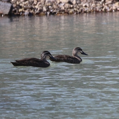 Anas superciliosa (Pacific Black Duck) at Symonston, ACT - 22 Sep 2024 by RodDeb