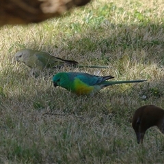 Psephotus haematonotus (Red-rumped Parrot) at Symonston, ACT - 22 Sep 2024 by RodDeb